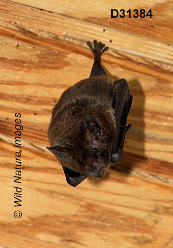 Glossophaga soricina, Pallas's Long-tongued Bat